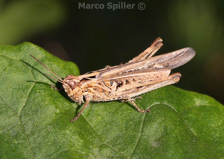 Chorthippus brunneus brunneus